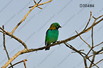 Green-headed Tanager (Tangara seledon)